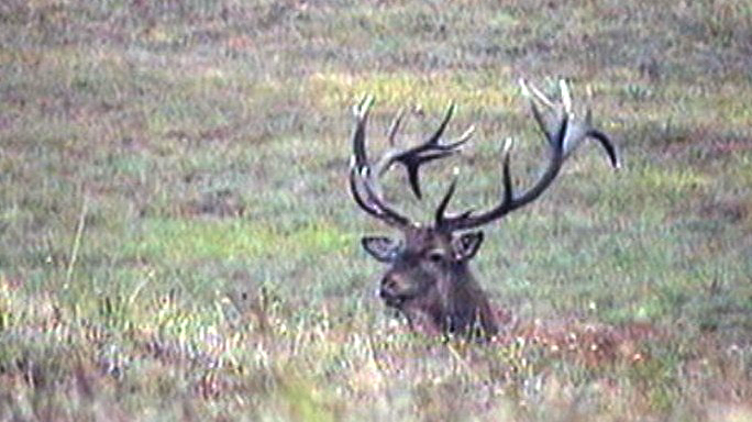 PASSIONE PER IL CERVO